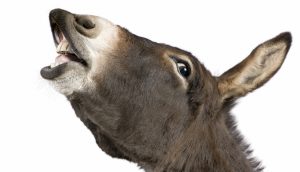 donkey (4 years) in front of a white background